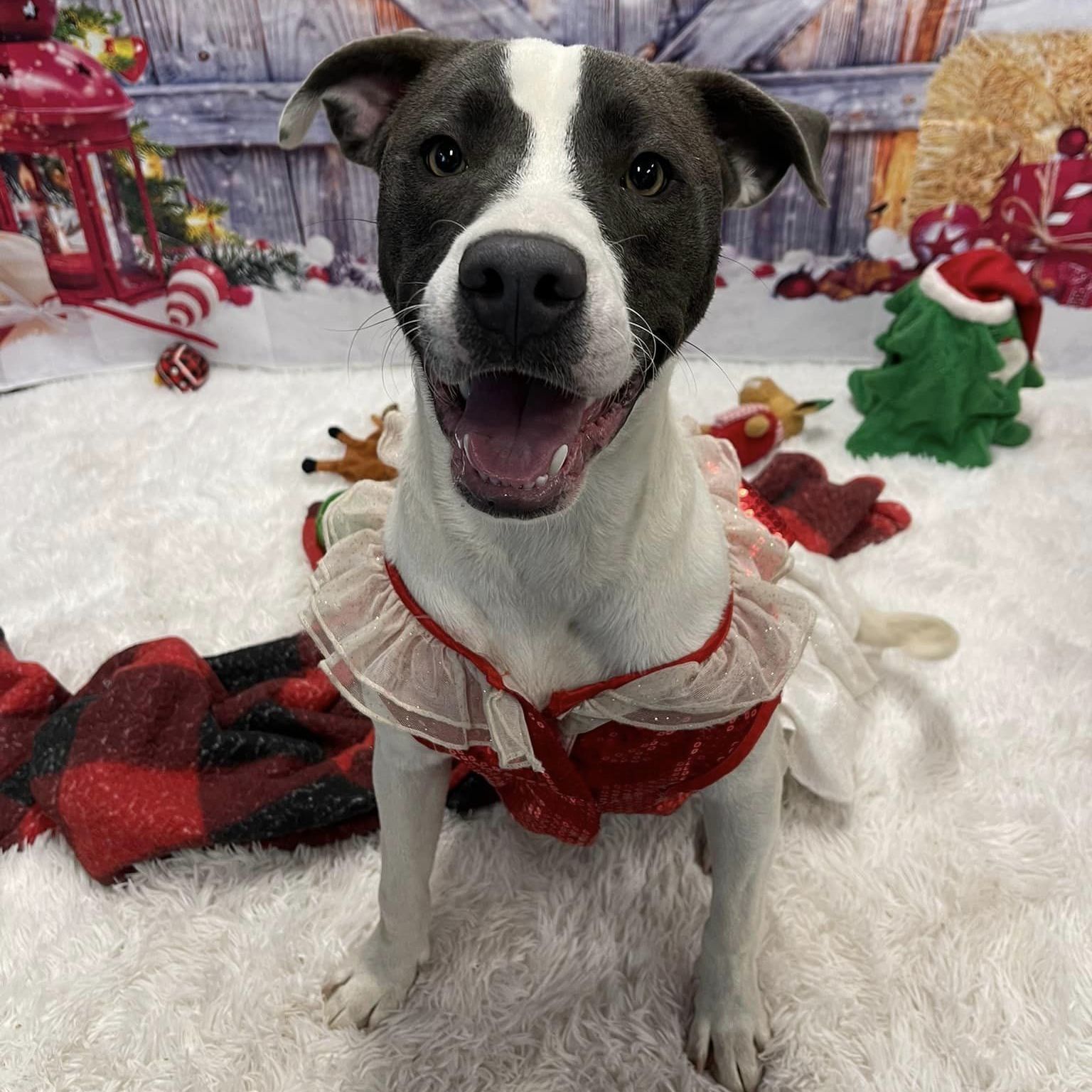 IZZY, an adoptable Labrador Retriever, Mixed Breed in Brunswick, GA, 31525 | Photo Image 3