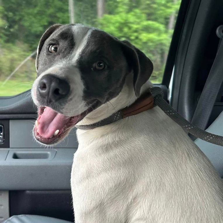 IZZY, an adoptable Labrador Retriever, Mixed Breed in Brunswick, GA, 31525 | Photo Image 4