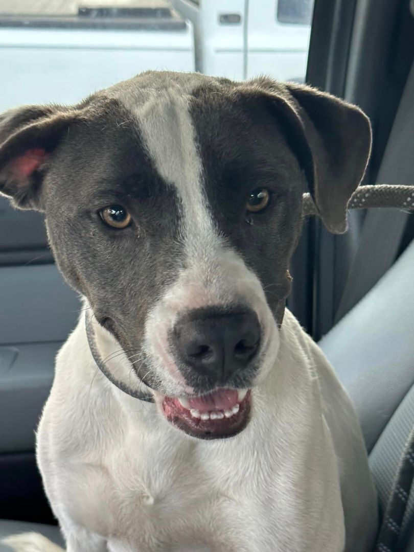 IZZY, an adoptable Labrador Retriever, Mixed Breed in Brunswick, GA, 31525 | Photo Image 5