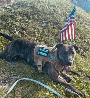 Chad (Service dog in training)