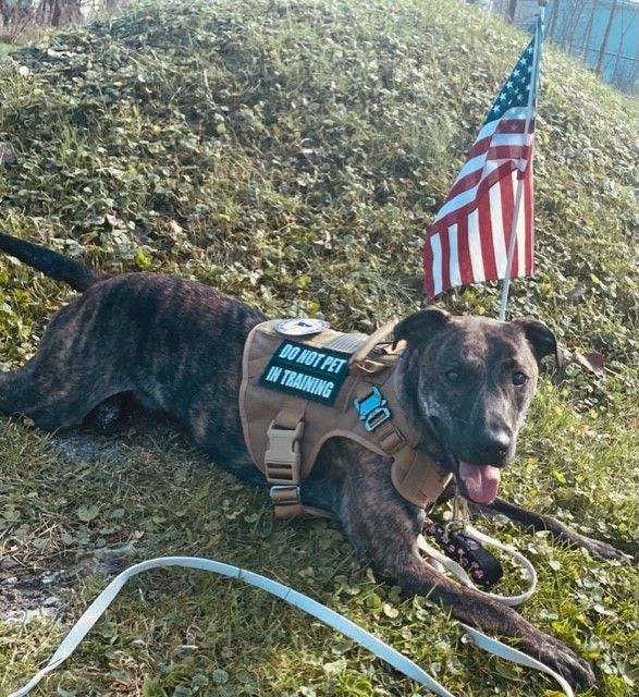 Chad (Service dog in training), an adopted Terrier Mix in Eighty Four, PA_image-1