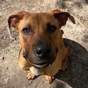 Sampson, an adoptable American Staffordshire Terrier & Hound Mix in Highland, MD_image-1