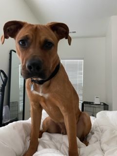 Sampson 6