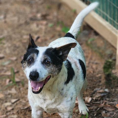 Buie, an adoptable Hound & Rat Terrier Mix in Hopkins, SC_image-1