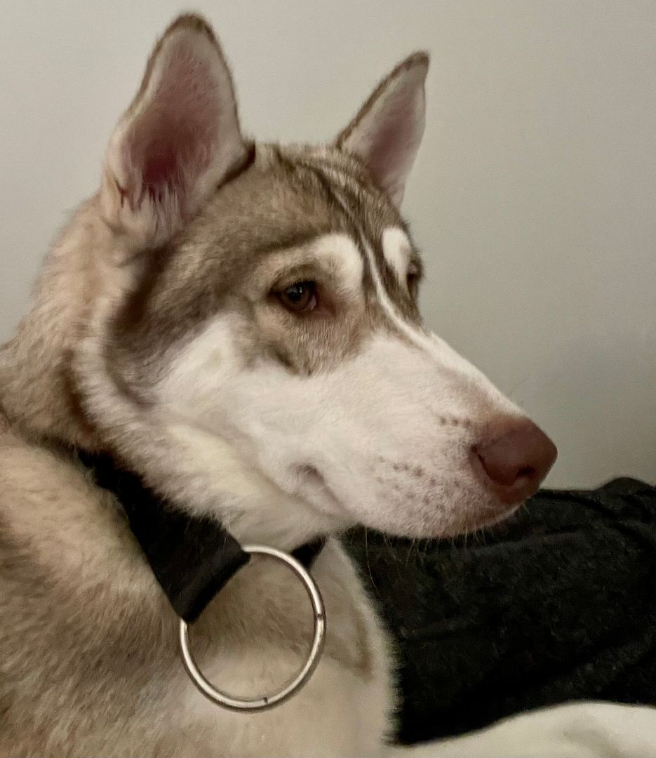 Hugo, an adoptable Siberian Husky in Waukee, IA, 50263 | Photo Image 1