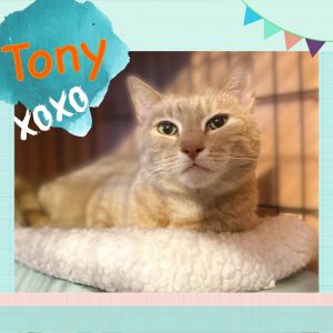Tony, adoptable Cat, Adult Male Domestic Short Hair Mix, .