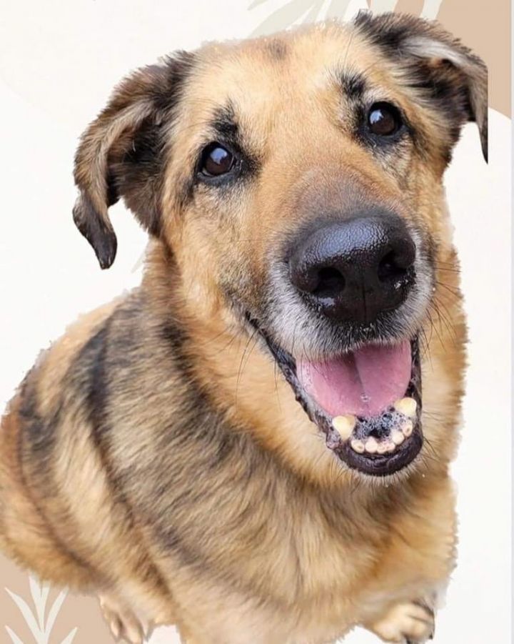 Rocky, an adoptable German Shepherd Dog in Winder, GA_image-1