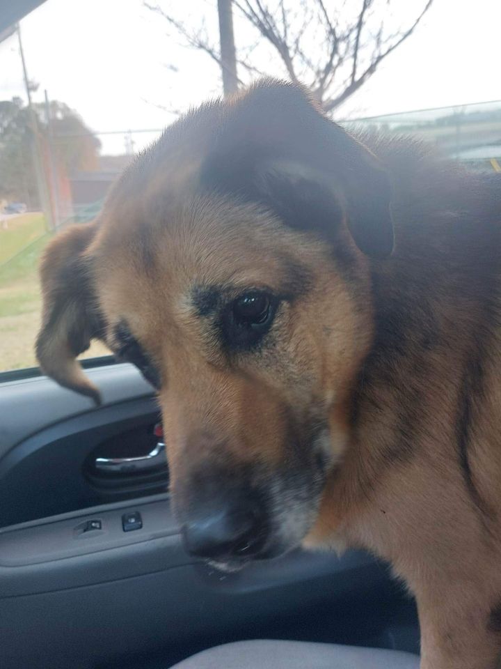 Rocky, an adoptable German Shepherd Dog in Winder, GA_image-2