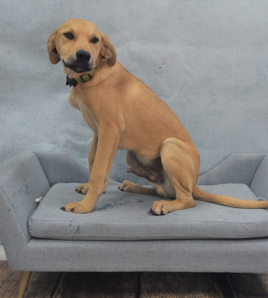 Alex aka Doc, an adoptable Black Mouth Cur, Australian Cattle Dog / Blue Heeler in Tyler, TX, 75713 | Photo Image 2