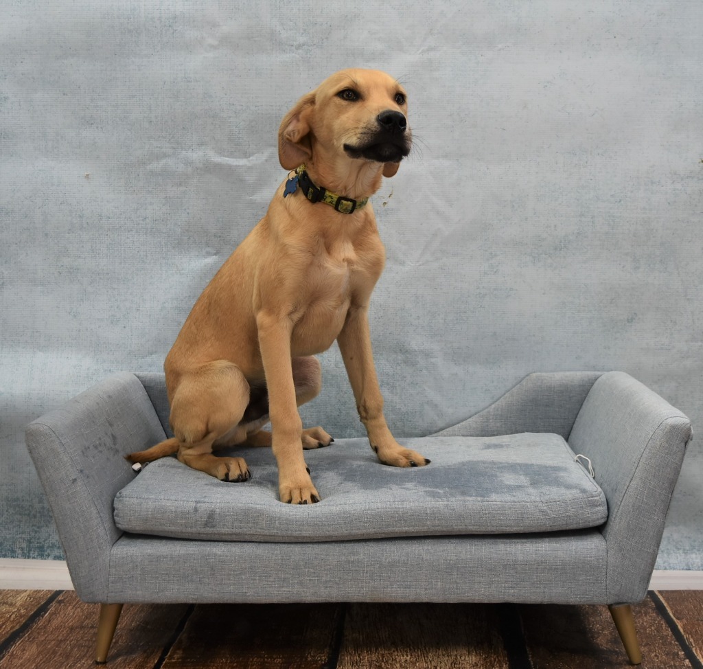 Alex aka Doc, an adoptable Black Mouth Cur, Australian Cattle Dog / Blue Heeler in Tyler, TX, 75713 | Photo Image 4