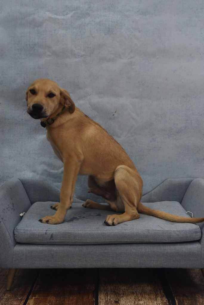 Alex aka Doc, an adoptable Black Mouth Cur, Australian Cattle Dog / Blue Heeler in Tyler, TX, 75713 | Photo Image 6