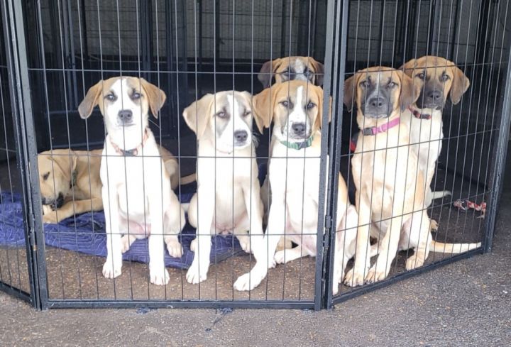 Blue fashion heeler black mouth cur mix