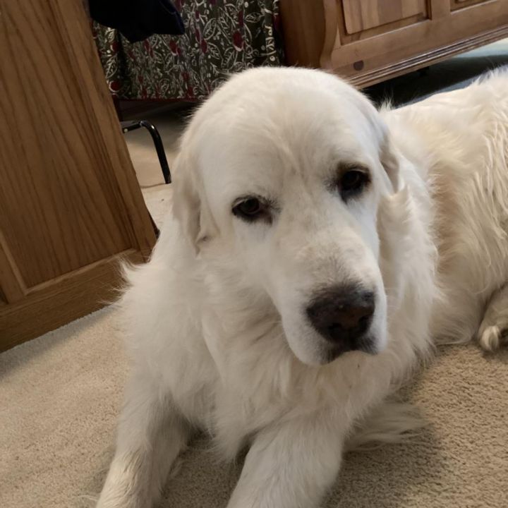 Koda 3