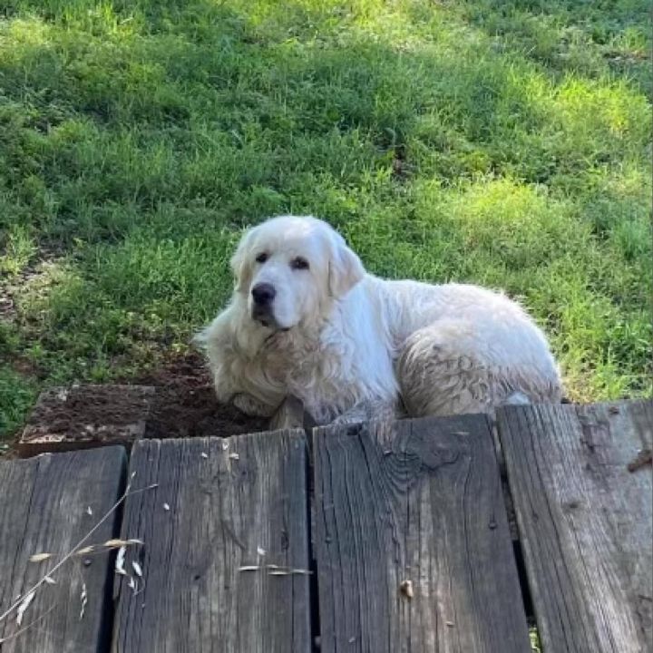 Koda 4