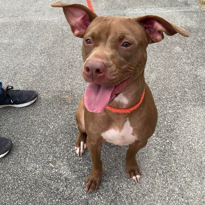 Dog for adoption - Acorn, an American Staffordshire Terrier & Feist Mix