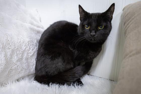 GENEVIEVE, an adoptable Domestic Short Hair in Saskatoon, SK, S7K 3S9 | Photo Image 1