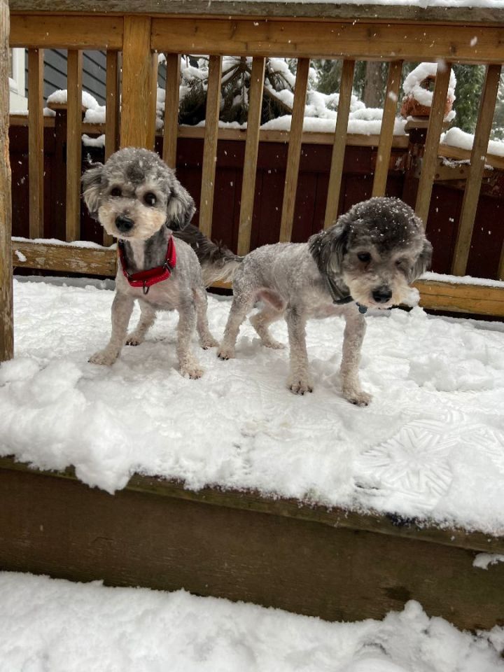 Beans, an adopted Miniature Poodle & Miniature Schnauzer Mix in Sammamish, WA_image-3