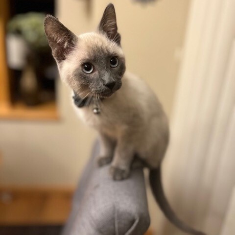 Nyx, an adopted Domestic Short Hair & Siamese Mix in Minneapolis, MN_image-6