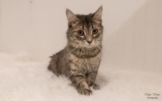 MITTENS, an adoptable Domestic Medium Hair in Saskatoon, SK, S7K 3S9 | Photo Image 1