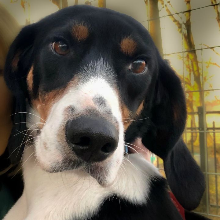 Charley, an adoptable Treeing Walker Coonhound Mix in Knoxville, TN_image-1