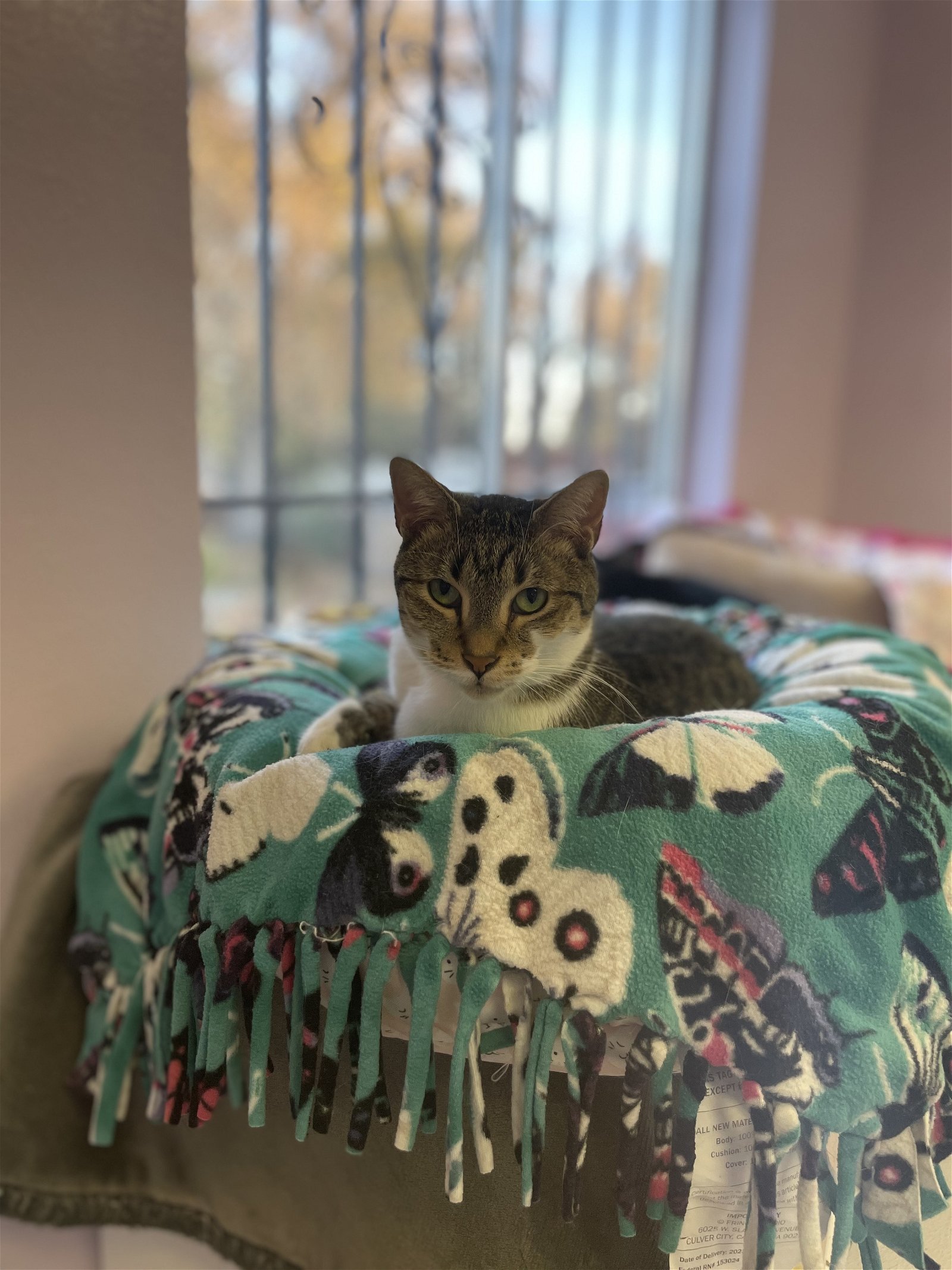 Miko (FIV+), an adoptable Domestic Short Hair in Lakewood, CO, 80215 | Photo Image 1