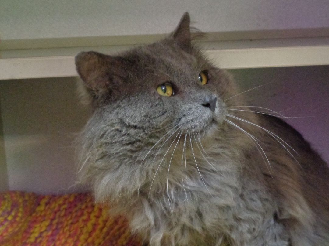 DEXTER, an adoptable Domestic Long Hair in Delhi, NY, 13753 | Photo Image 3