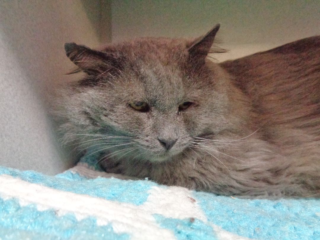 DEXTER, an adoptable Domestic Long Hair in Delhi, NY, 13753 | Photo Image 4