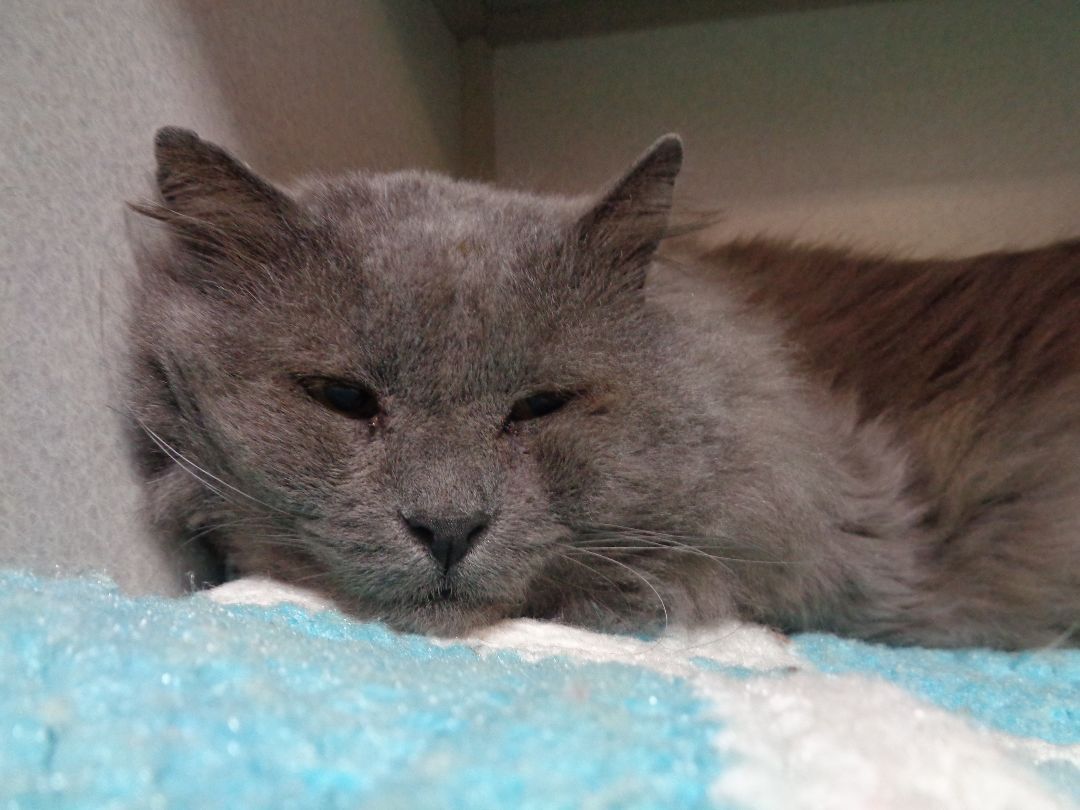 DEXTER, an adoptable Domestic Long Hair in Delhi, NY, 13753 | Photo Image 5