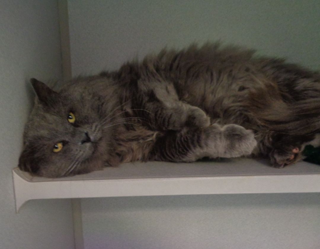 DEXTER, an adoptable Domestic Long Hair in Delhi, NY, 13753 | Photo Image 6