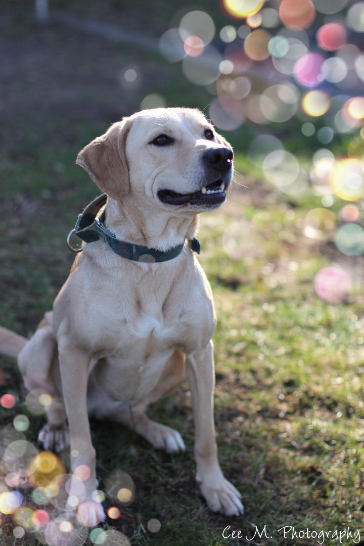 Indiana , an adopted Labrador Retriever Mix in Medford, NY_image-3