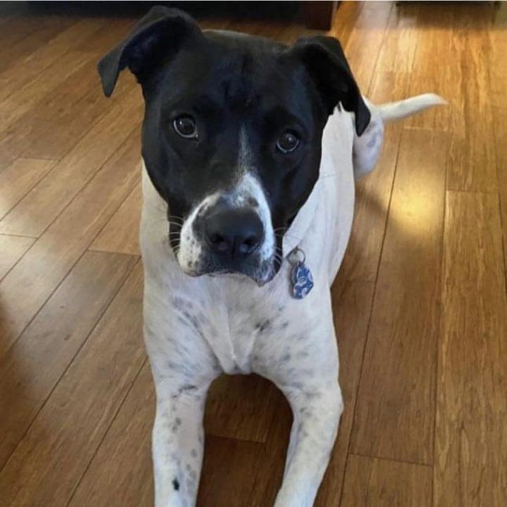 American store bulldog pointer