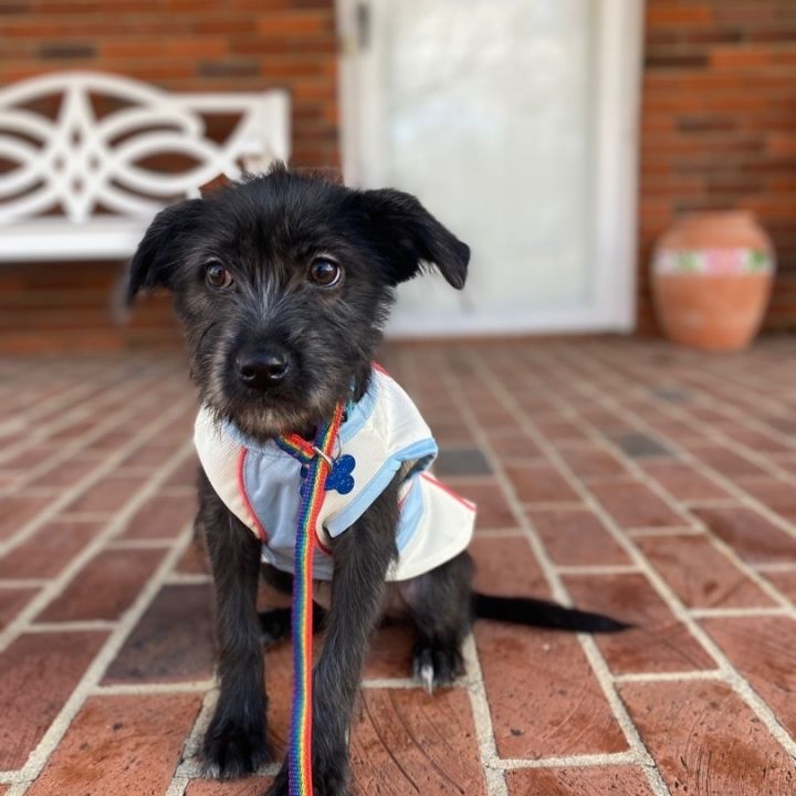 Ellie, an adopted Schnauzer & Wirehaired Terrier Mix in Berkeley Heights, NJ_image-4