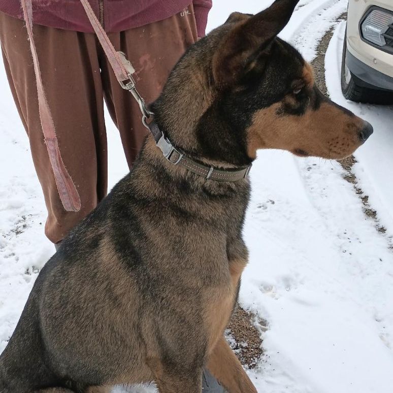 Beau *Adoption Pending*, an adoptable Doberman Pinscher, Belgian Shepherd / Malinois in Millville, UT, 84326 | Photo Image 1