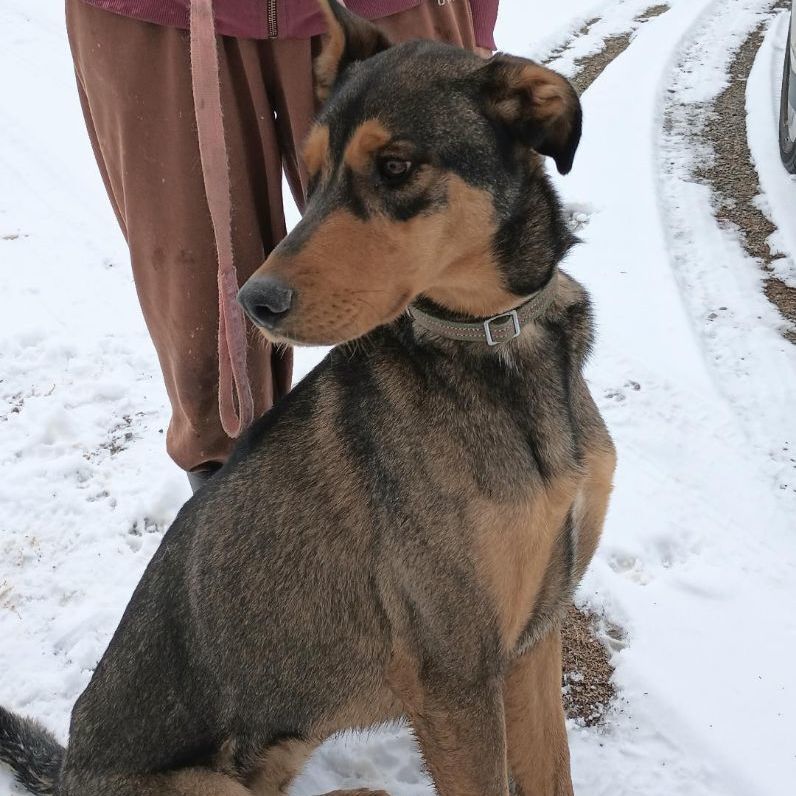 Beau *Adoption Pending*, an adoptable Doberman Pinscher, Belgian Shepherd / Malinois in Millville, UT, 84326 | Photo Image 4