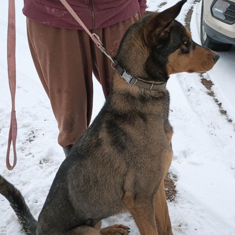 Beau *Adoption Pending*, an adoptable Doberman Pinscher, Belgian Shepherd / Malinois in Millville, UT, 84326 | Photo Image 6