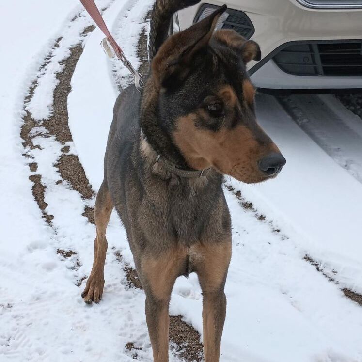 Beau *Adoption Pending*, an adoptable Doberman Pinscher, Belgian Shepherd / Malinois in Millville, UT, 84326 | Photo Image 8