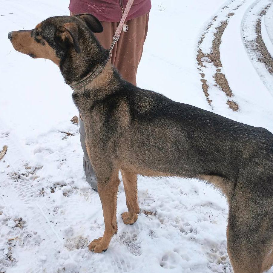 Beau *Adoption Pending*, an adoptable Doberman Pinscher, Belgian Shepherd / Malinois in Millville, UT, 84326 | Photo Image 10