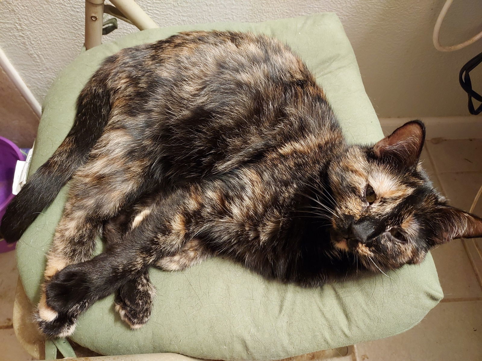 Gretchen W, an adoptable Tortoiseshell in Plano, TX, 75026 | Photo Image 1