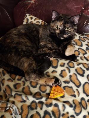 Gretchen W, an adoptable Tortoiseshell in Plano, TX, 75026 | Photo Image 2