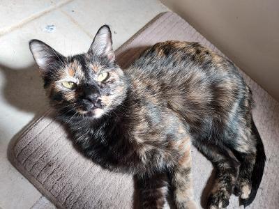 Gretchen W, an adoptable Tortoiseshell in Plano, TX, 75026 | Photo Image 3