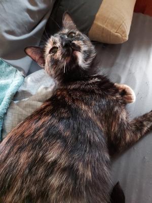 Gretchen W, an adoptable Tortoiseshell in Plano, TX, 75026 | Photo Image 3