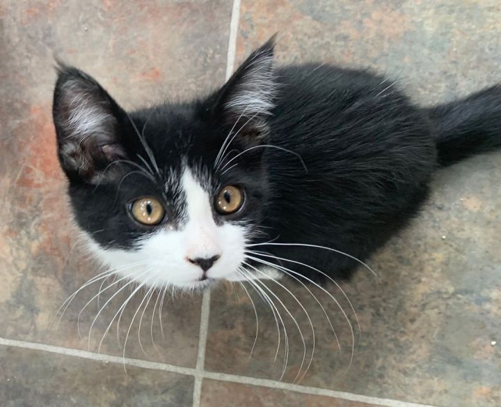 Pepe le Pew, an adopted Tuxedo in Ridgway, CO_image-4