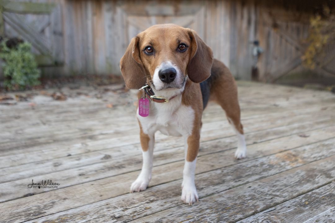 beagle harrier wags its tail