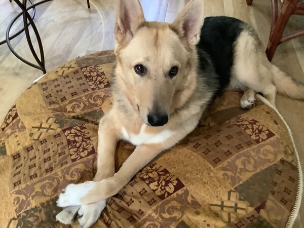 Prince, an adoptable German Shepherd Dog Mix in Santa Rosa, CA_image-2
