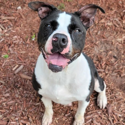 Bebe, an adoptable American Bulldog in Green Cove Springs, FL, 32043 | Photo Image 1