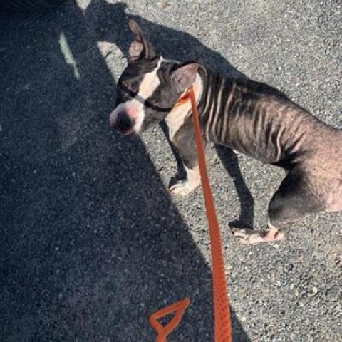 Bebe, an adoptable American Bulldog in Green Cove Springs, FL, 32043 | Photo Image 2