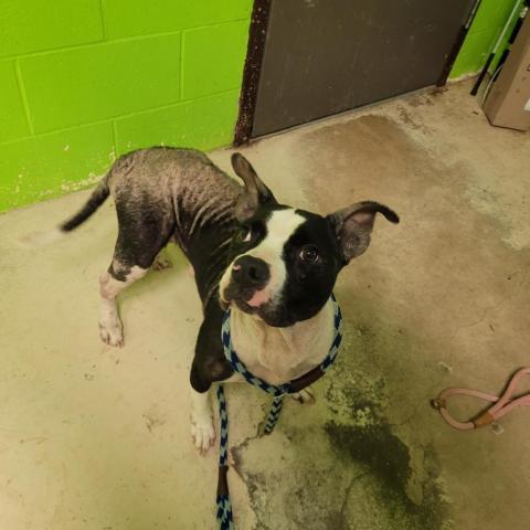 Bebe, an adoptable American Bulldog in Green Cove Springs, FL, 32043 | Photo Image 3