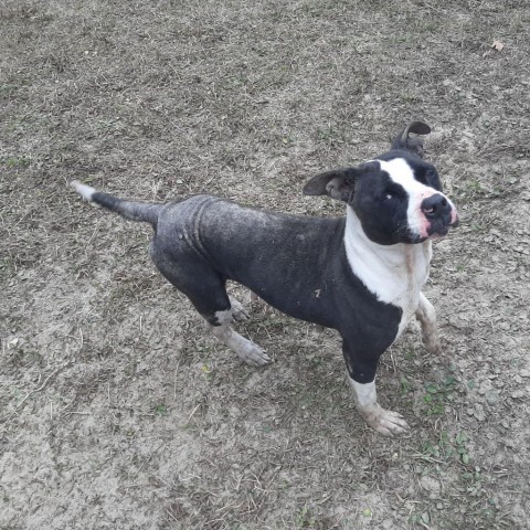 Bebe, an adoptable American Bulldog in Green Cove Springs, FL, 32043 | Photo Image 4