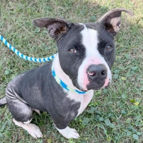 Bebe, an adoptable American Bulldog in Green Cove Springs, FL, 32043 | Photo Image 5