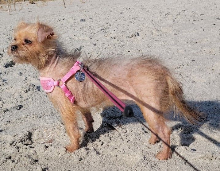 Winnie, an adopted Yorkshire Terrier in Irmo, SC_image-2
